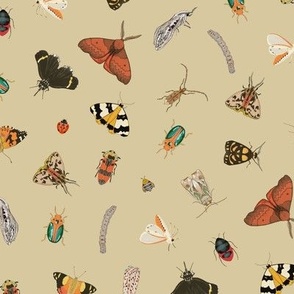 Painted Australian Insects: Butterfly, Bee, Moth, Beetle, Ladybird & Caterpillar / Dark Beige Tan / Medium