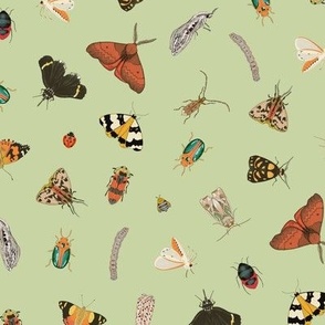 Painted Australian Insects: Butterfly, Bee, Moth, Beetle, Ladybird & Caterpillar / Light Green / Medium