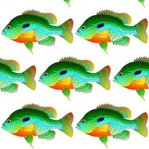 Redbreast Sunfish strong colors