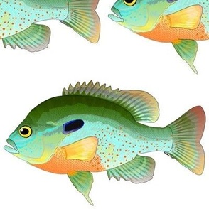 Redbreast Sunfish