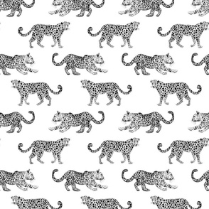 Leopard Parade White with Black and white