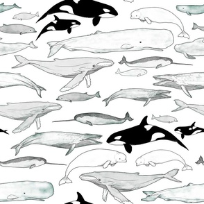 Whales large scale