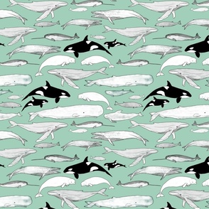 Whales on teal