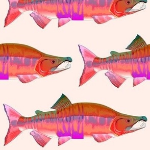 Chum Salmon Red Shift pnknde bg