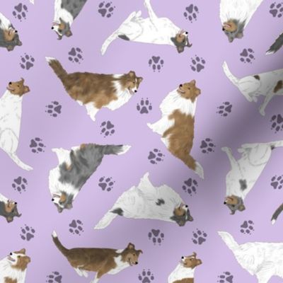 Tiny assorted Collies - purple