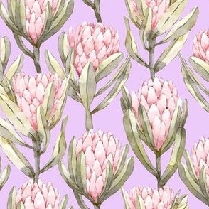 Protea Garden - Lavender