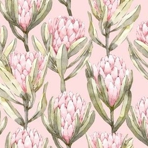 Protea Garden - Pink