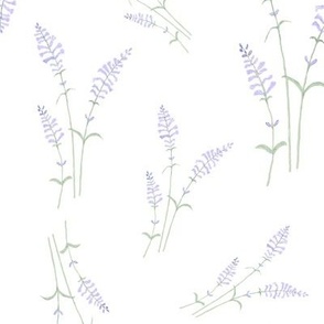 Lavender  Fields in White