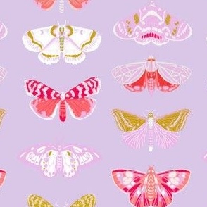 Moths // butterflies moths lepidoptery insects wings print