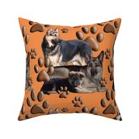 german shepherds on a coral backround