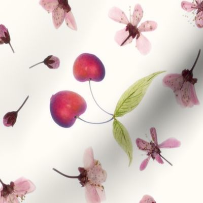 cherry blossoms and cherries