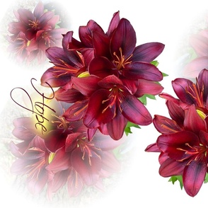 Hope Design Asiatic Lilies