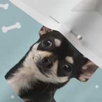 Dog Bones Chihuahua - Design  Blue