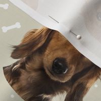 Dog Bones Dachshund Long Haired - Design Beige