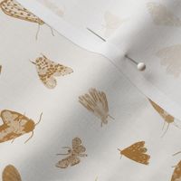 Small Brown Moths on Cream