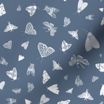Small White Moths on Dusty Blue