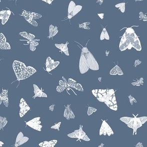 Small White Moths on Dusty Blue