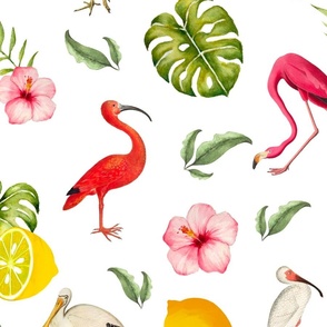 Tropical,exotic,summer,birds,flower,flamingo