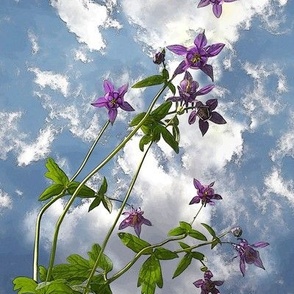 8x12-Inch Repeat of Sky and Columbine Flowers with Crisp Edges 