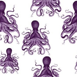 octopus verrucosus purple - medium
