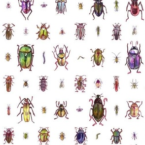 Beetles 