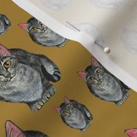 CATS STRIPED TABBY CAT GOLD BG