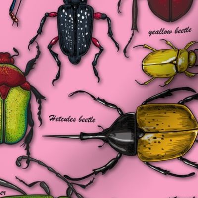 Beetles on pink