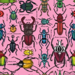 Beetles on pink