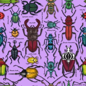 Beetles on violet