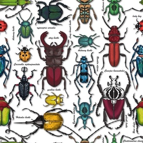 Beetles on white