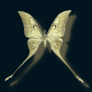 Moon moth at night 