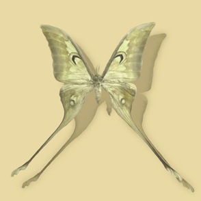 Moon moth