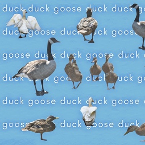 duck duck goose 