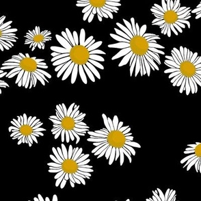 Daisys on a Black Background