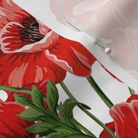 poppies overlapping  white