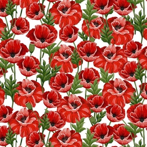 poppies overlapping  white