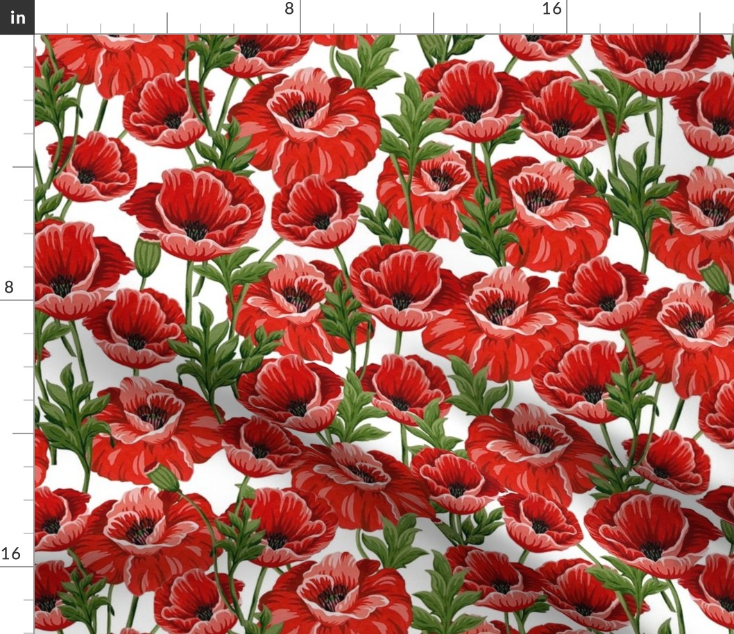 poppies overlapping  white