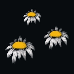 Midnight Daisy