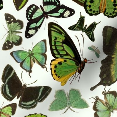 Green Butterflies Fabric