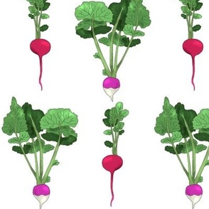 Radish and Turnip on White