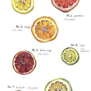 Citrus Pattern with Names