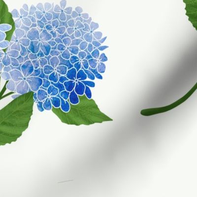 Hydrangea Blue White