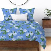 Hydrangea Cornflower Blue