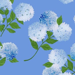 Hydrangea Cornflower Blue