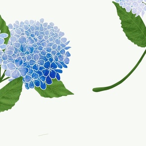 Hydrangea Blue White Large