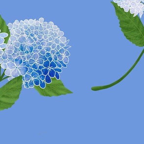 Hydrangea Cornflower Blue