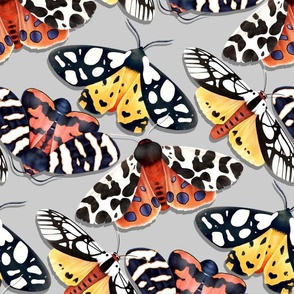 Fabulous Garden Tiger Moths 