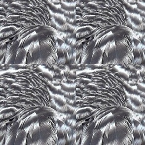 DU-B CHICKEN FEATHERS ABSTRACT 21-BASIC