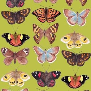 NZ Native Butterflies on Green
