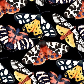 Garden Tiger Moths - on black 